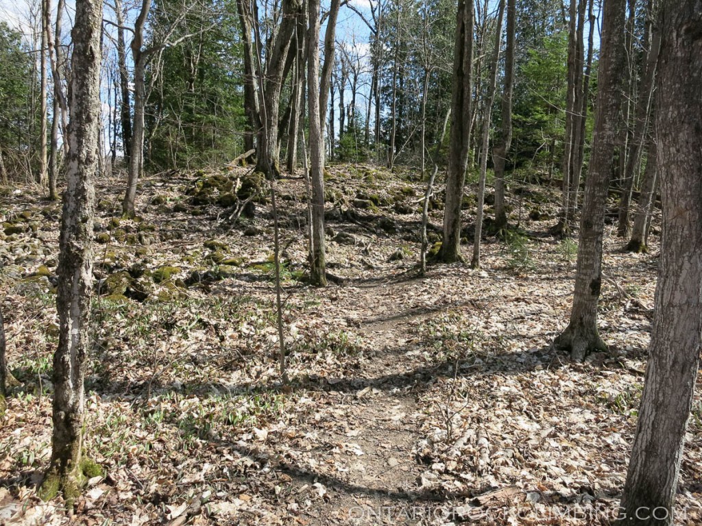 Mound of tree roots. Photo taken in spring.